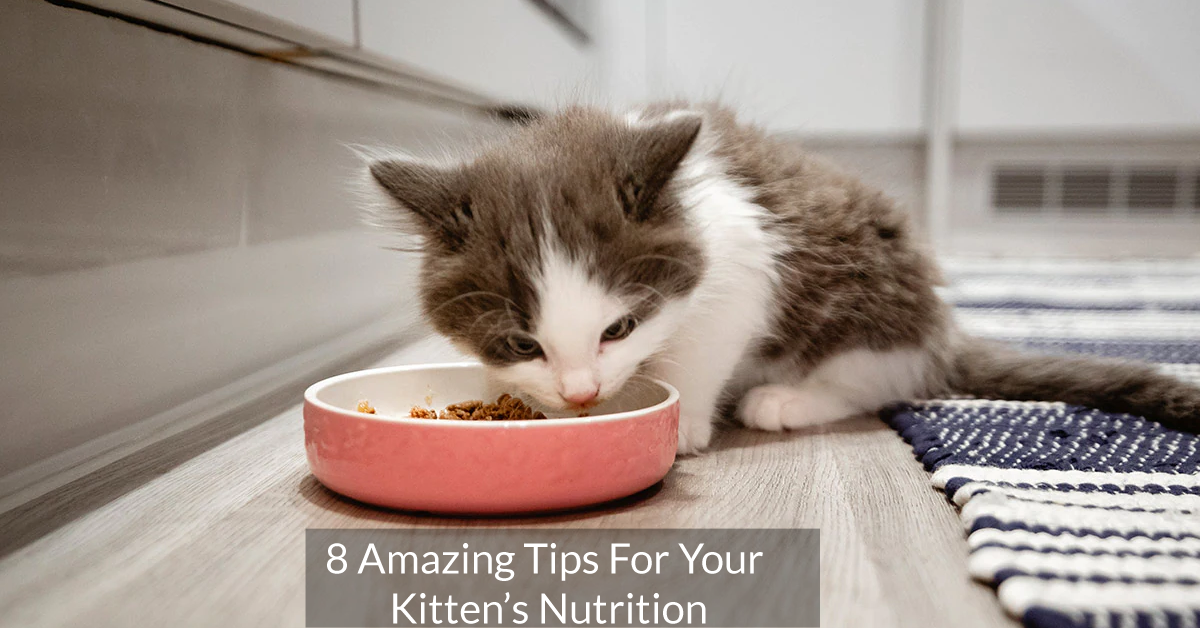 8 Amazing Tips For Your Kitten’s Nutrition