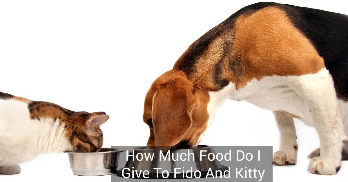 How much food do I give to Fido and Kitty