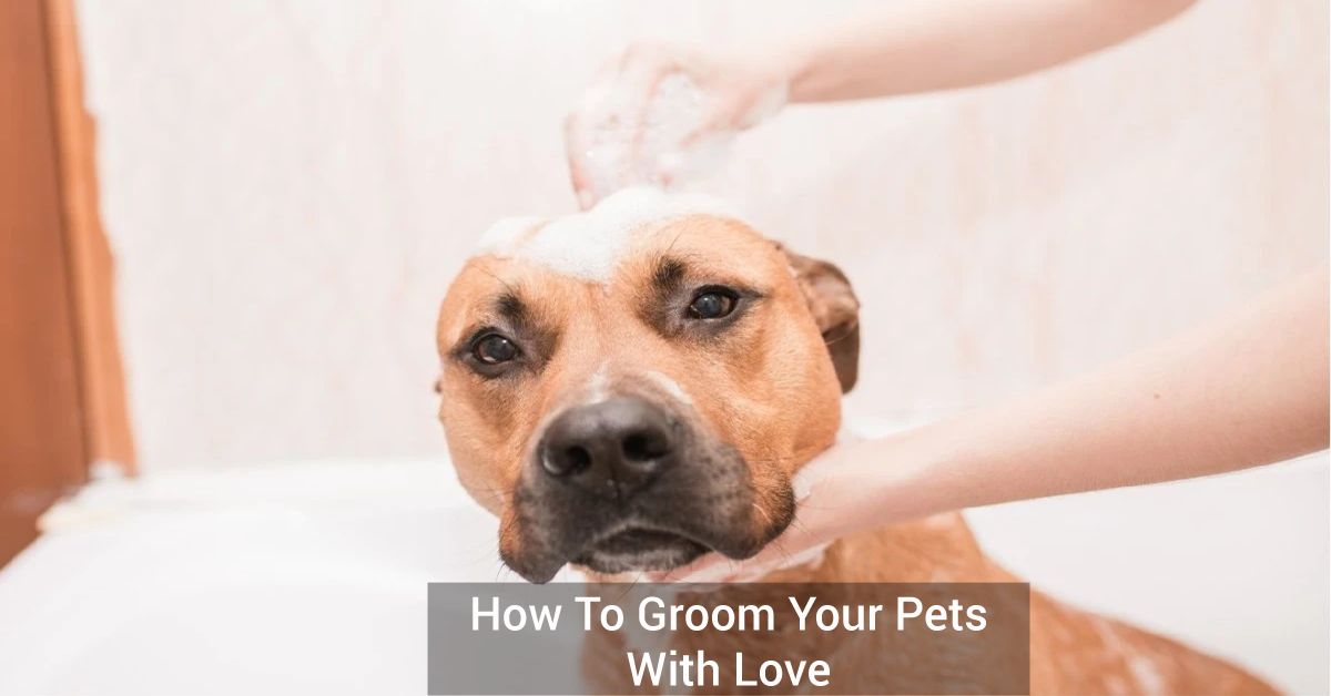 How to Groom Your Pets With Love