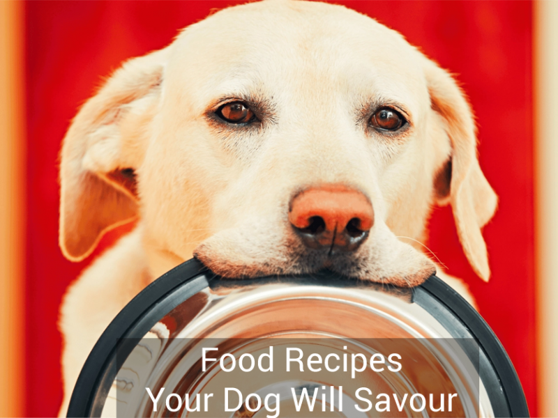 Three Indian Homemade Food Recipes your Dog will Savour