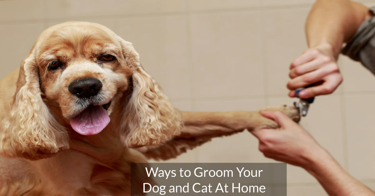 Ways to Groom Your Dog and Cat At Home