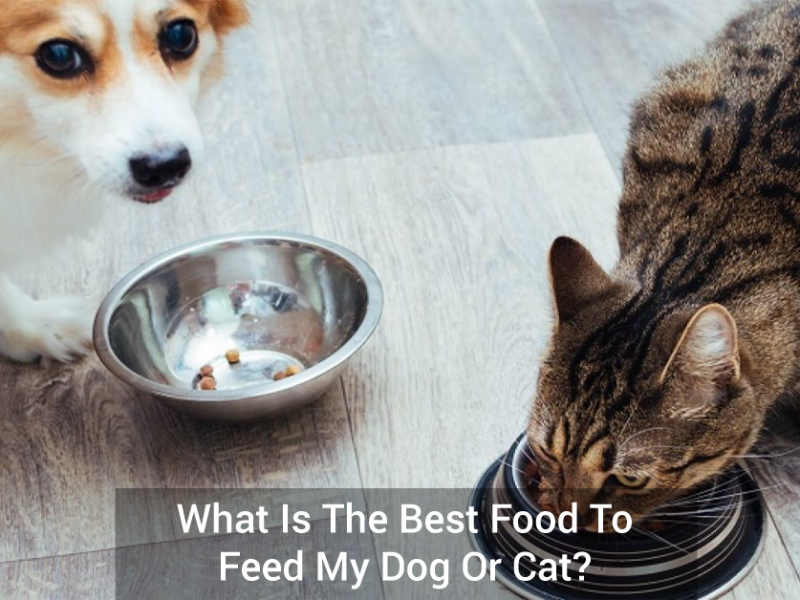 What Is The Best Food To Feed My Dog Or Cat?