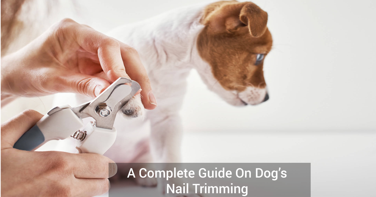A Complete Guide On Dog’s Nail Trimming
