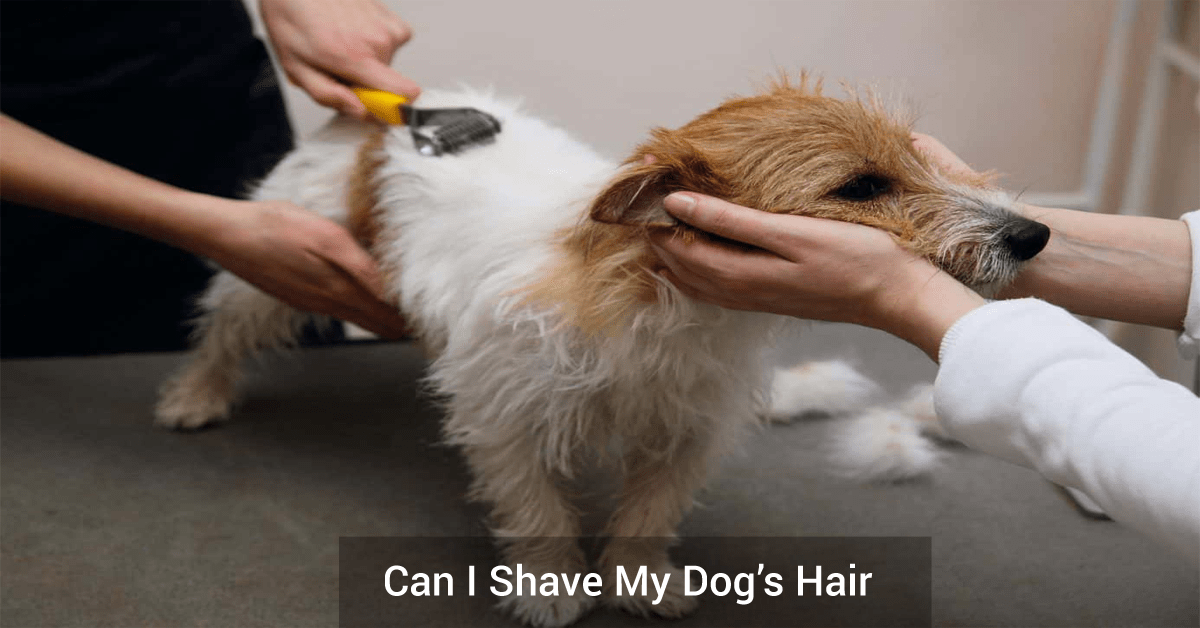 Can I Shave My Dog’s Hair