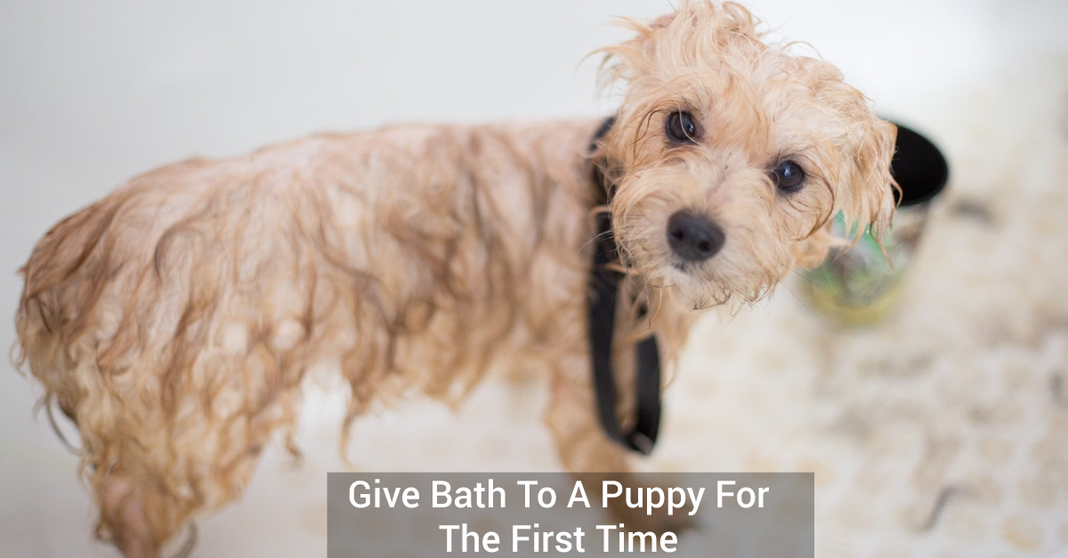 Give Bath To A Puppy For The First Time