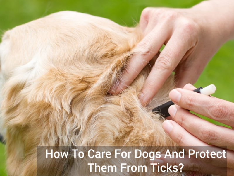 How To Care For Dogs And Protect Them From Ticks