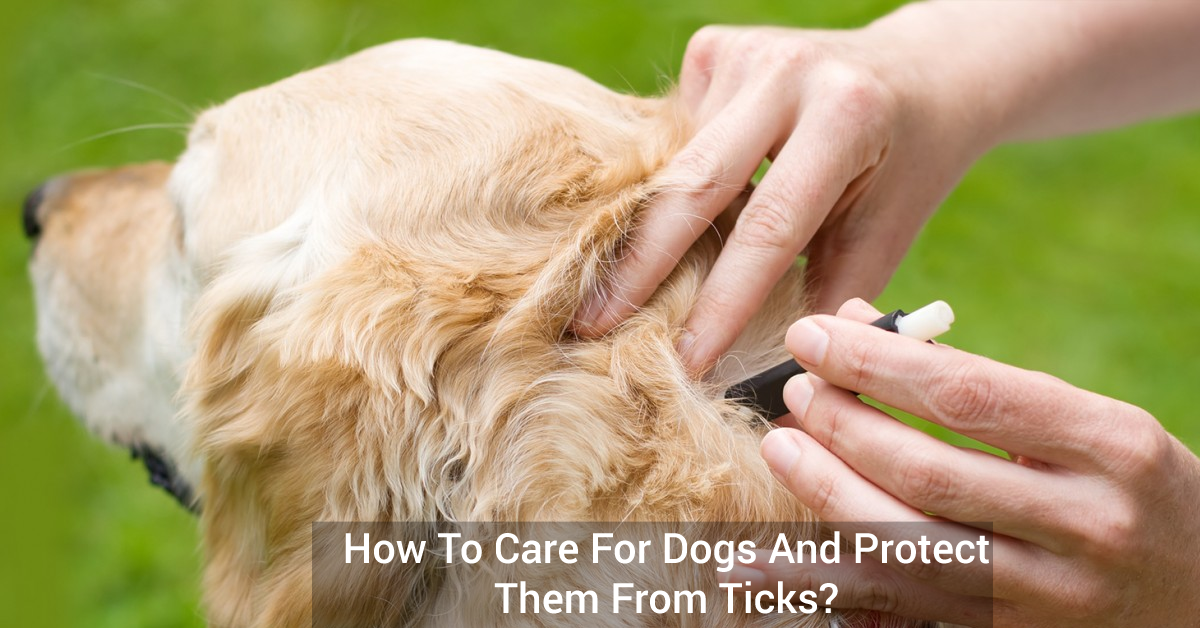How To Care For Dogs And Protect Them From Ticks