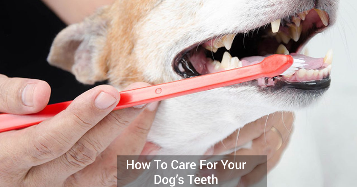 How To Care For Your Dog’s Teeth