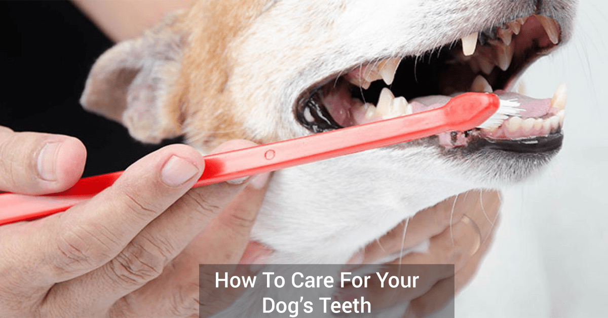 How To Care For Your Dog’s Teeth