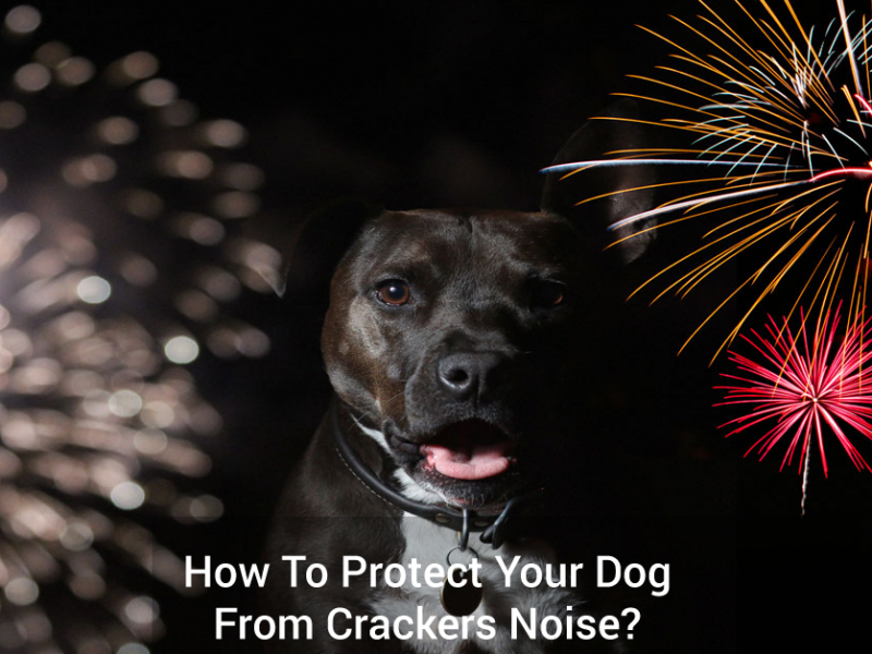 How To Protect Your Dog from Crackers Noise