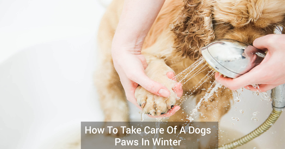 How To Take Care Of A Dogs Paws In Winter