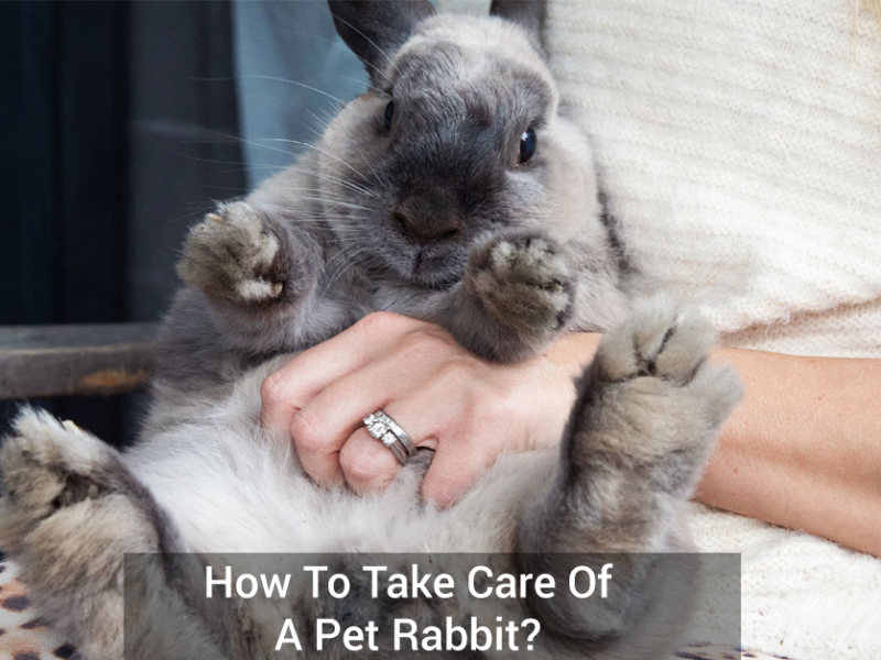 How To Take Care Of A Pet Rabbit?