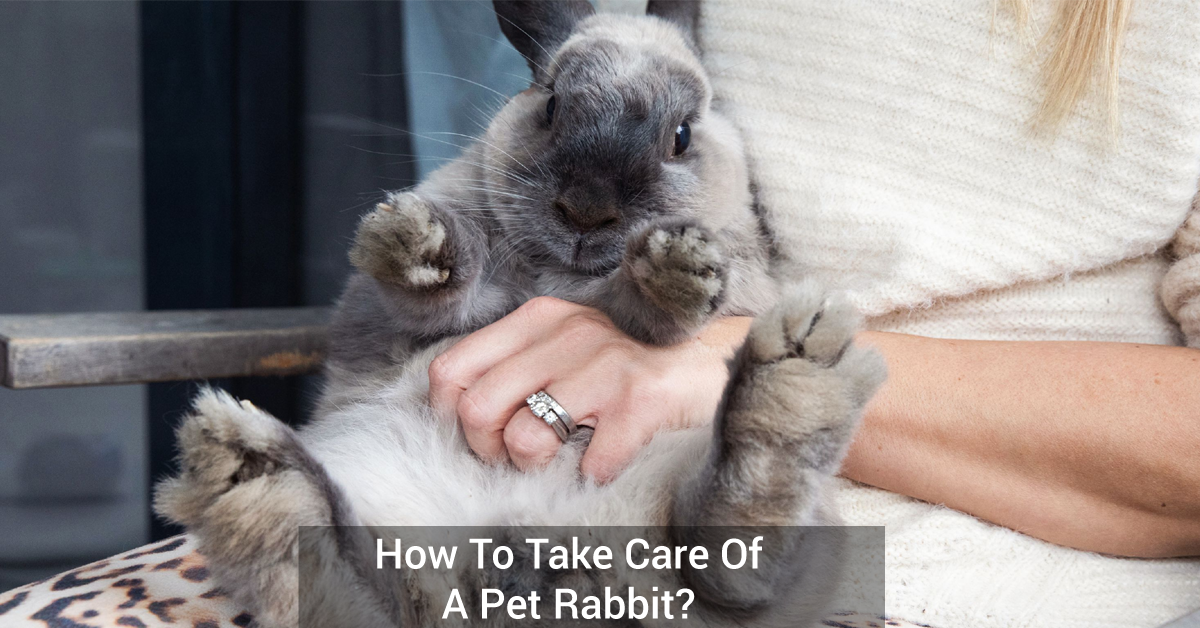 How To Take Care Of A Pet Rabbit?