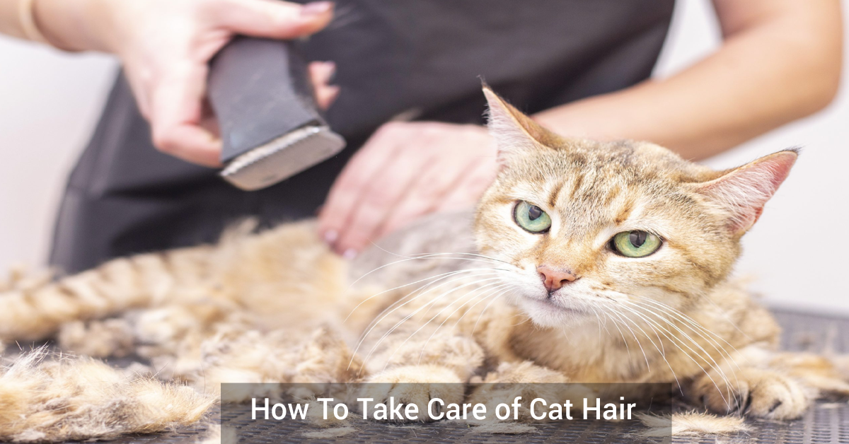 How To Take Care of Cat Hair