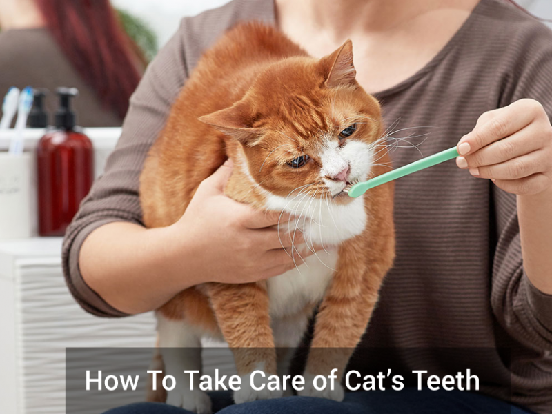 How To Take Care of Cat’s Teeth