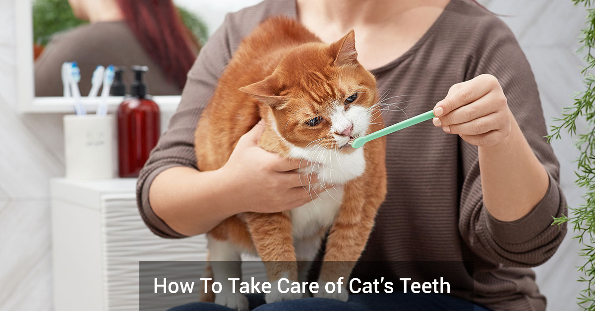 How To Take Care of Cat’s Teeth