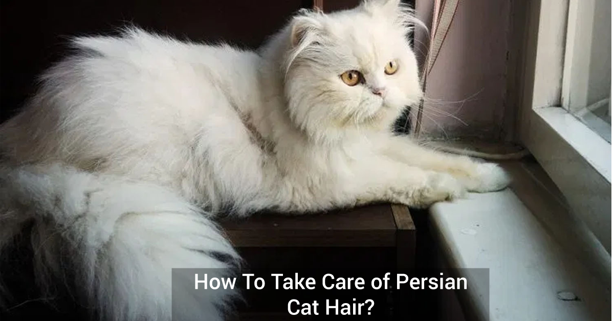How To Take Care of Persian Cat Hair?