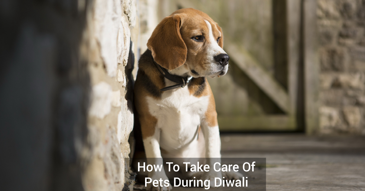 How to Take Care of Pets during Diwali