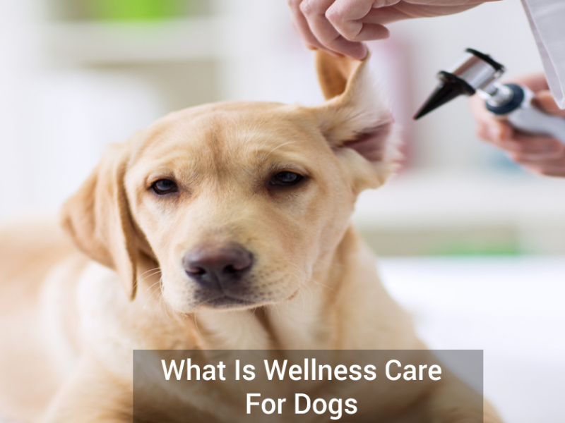 What Is Wellness Care For Dogs