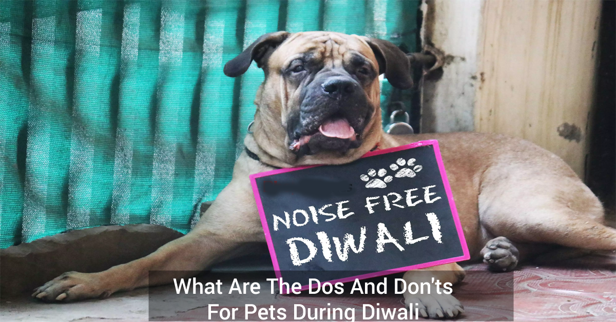 What are the Dos and Don'ts for pets during Diwali