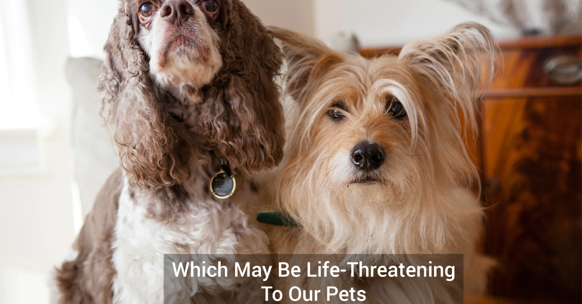 Which May Be Life-Threatening To Our Pets