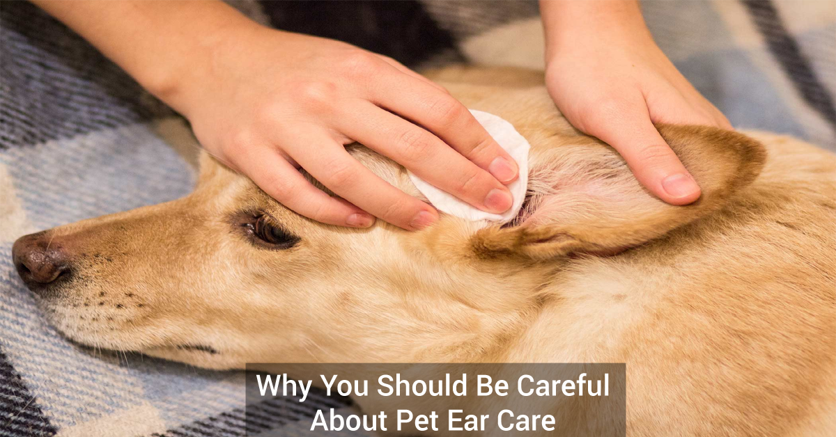 Why You Should Be Careful About Pet Ear Care