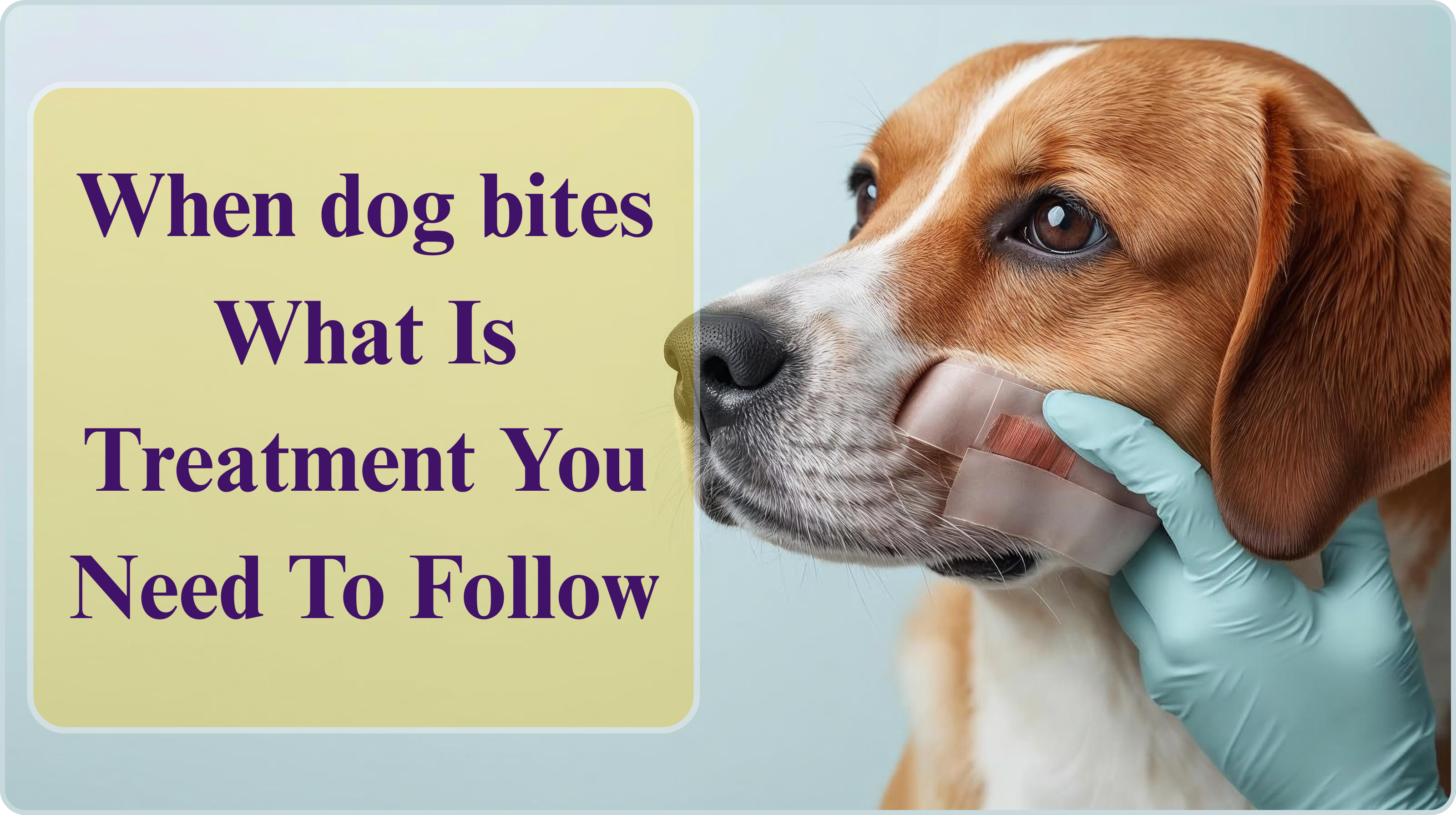 When Dog Bites What Is Treatment You Need To Follow