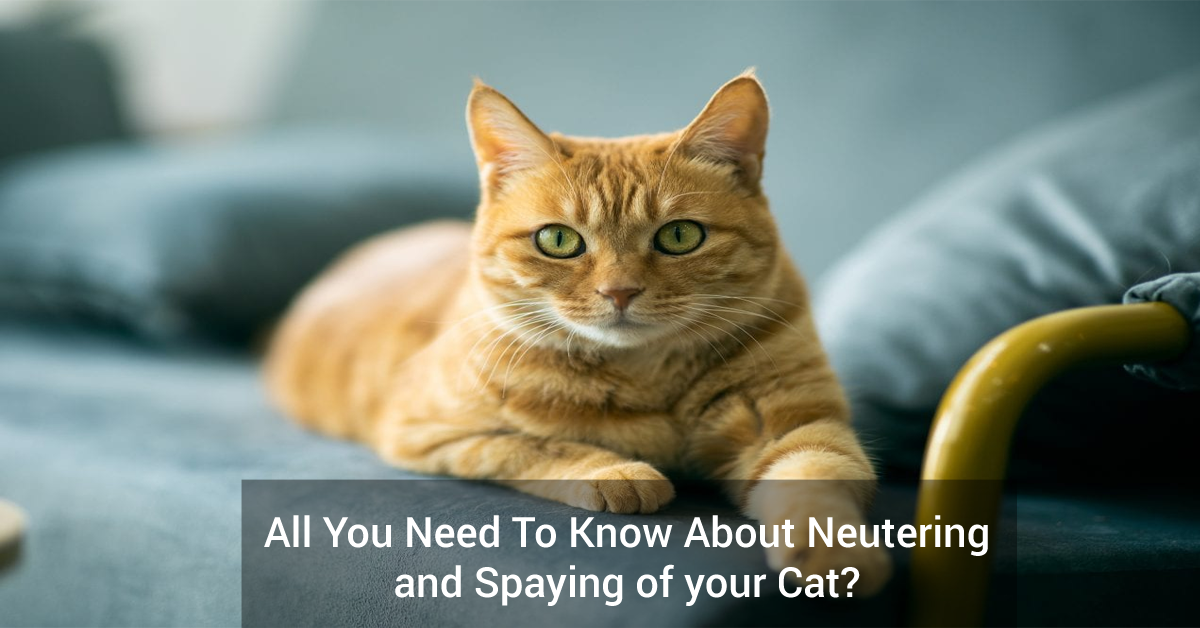All You Need To Know About Neutering and Spaying of your Cat?