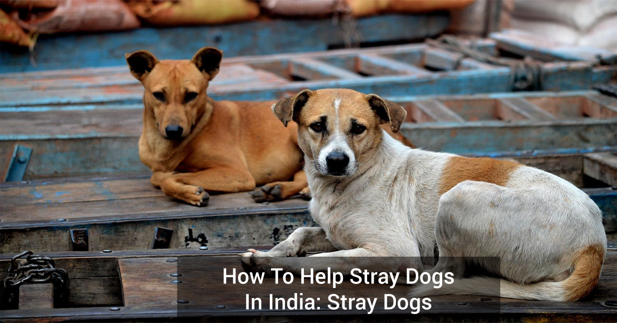 How To Help Stray Dogs In India: Stray Dogs