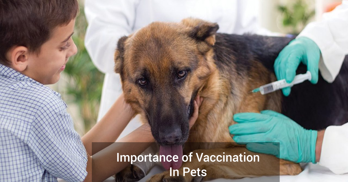 Importance of Vaccination in pets