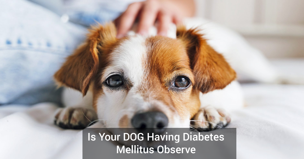 Is Your DOG Having Diabetes Mellitus Observe