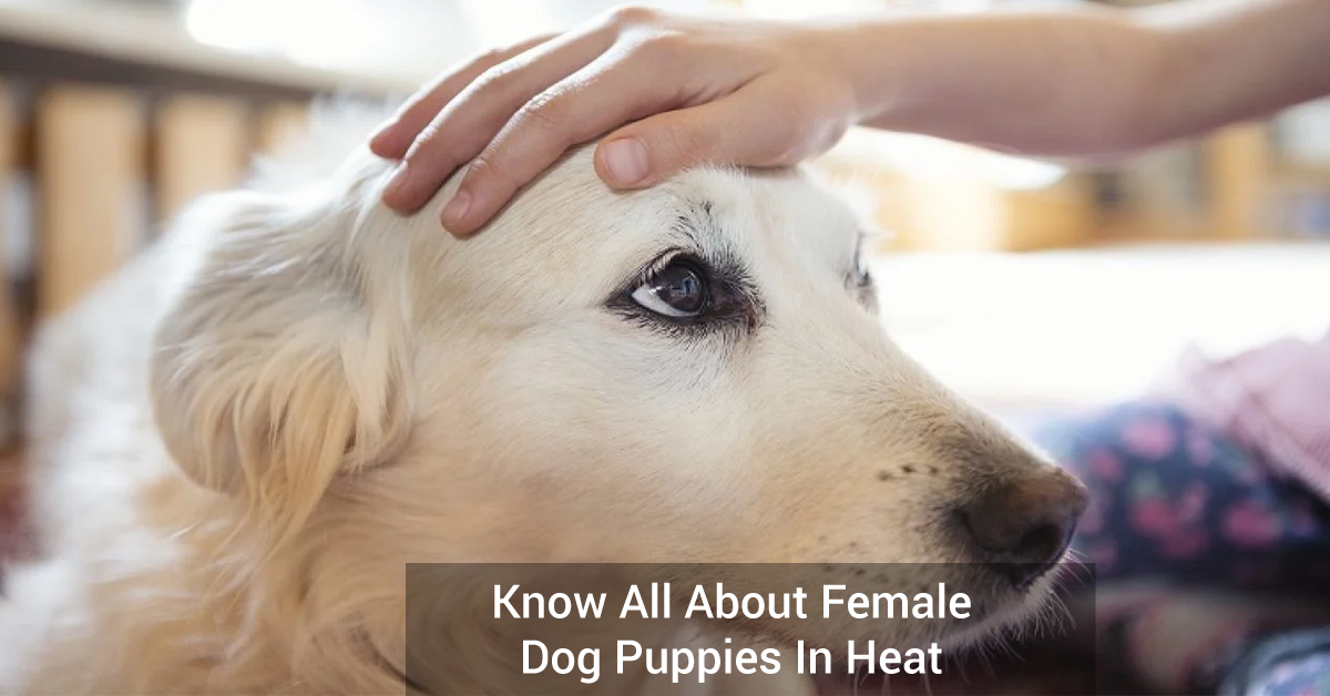 Know All About Female Dog Puppies In Heat