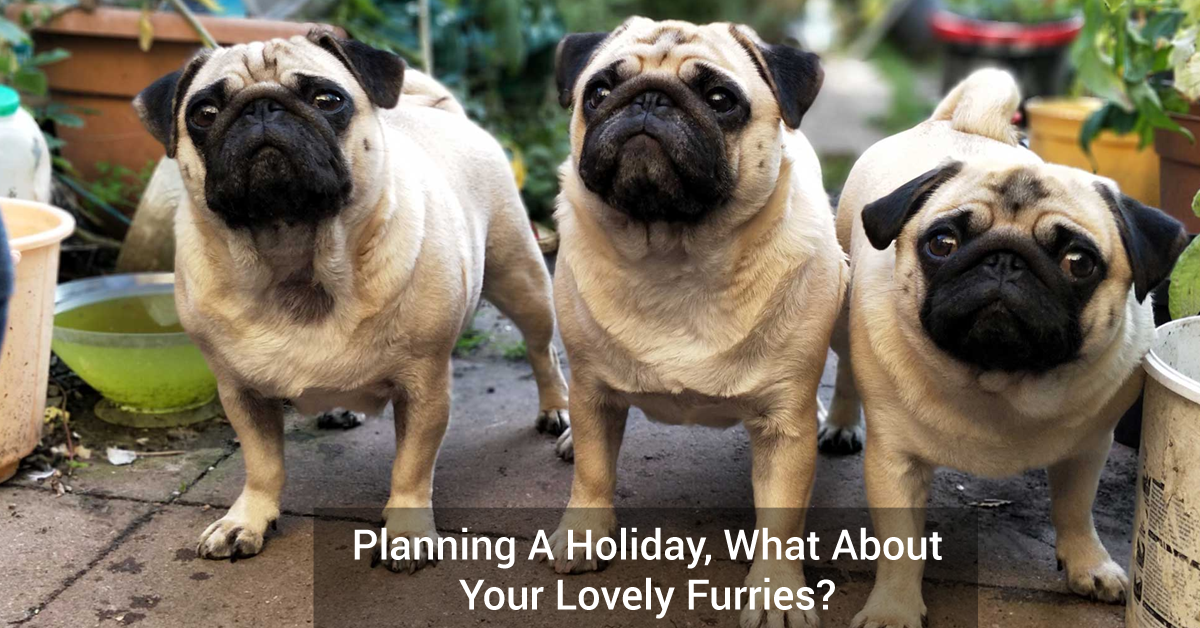 Planning A Holiday, What About Your Lovely Furries