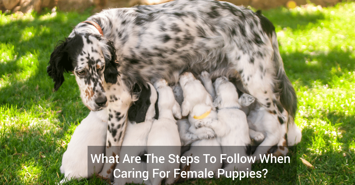 Taking care of female puppies