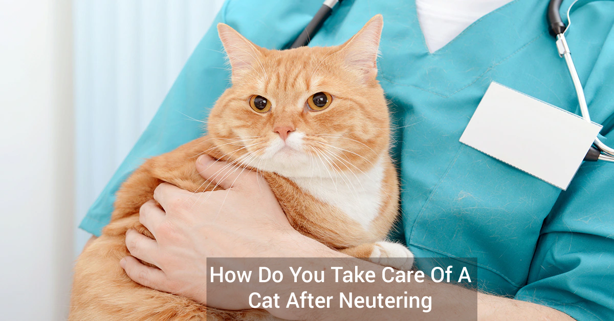 How Do You Take Care Of A Cat After Neutering