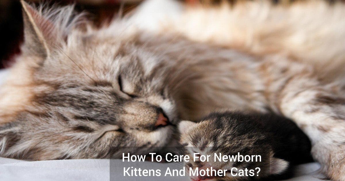 How To Care For Newborn Kittens And Mother Cats