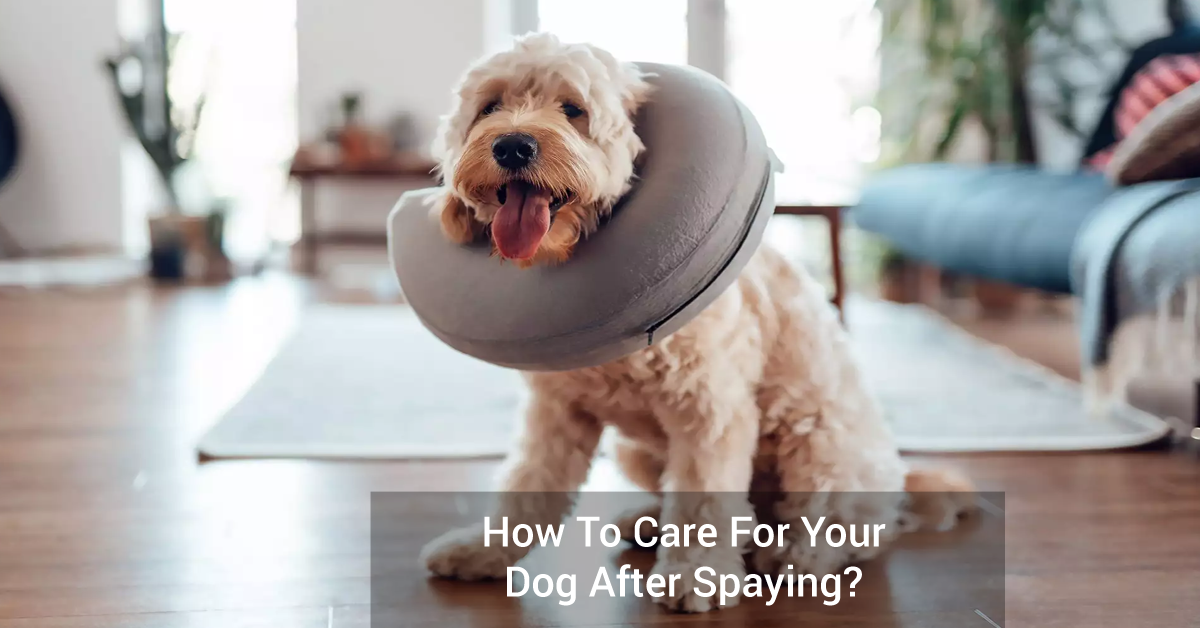How To Care For Your Dog After Spaying