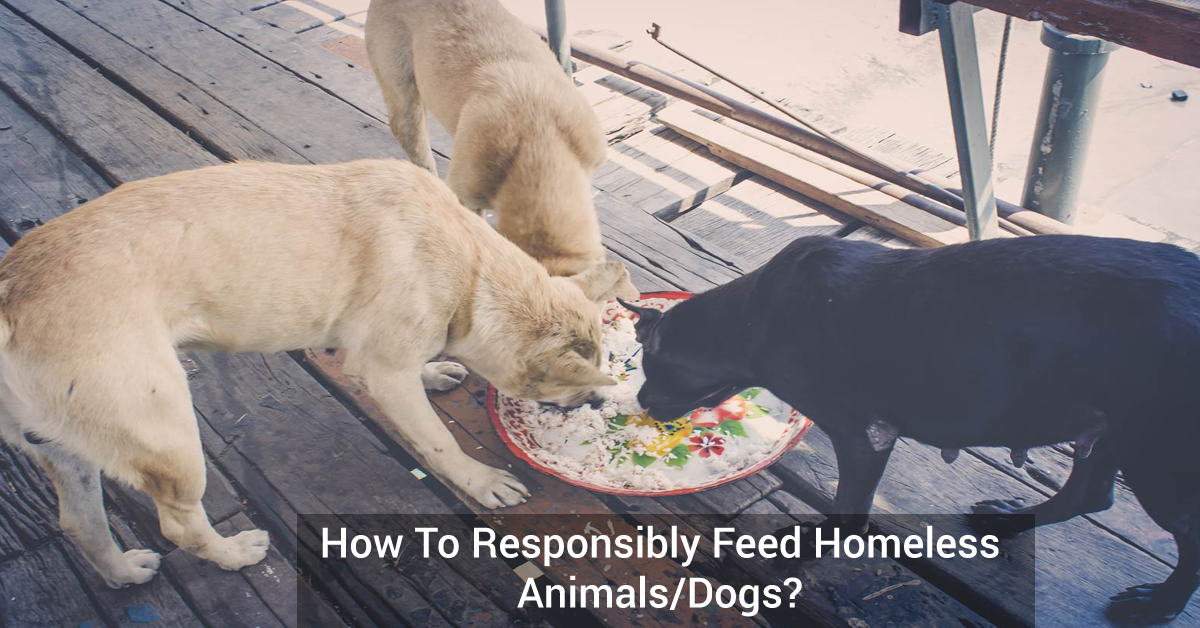 How To Responsibly Feed Homeless Animals/Dogs