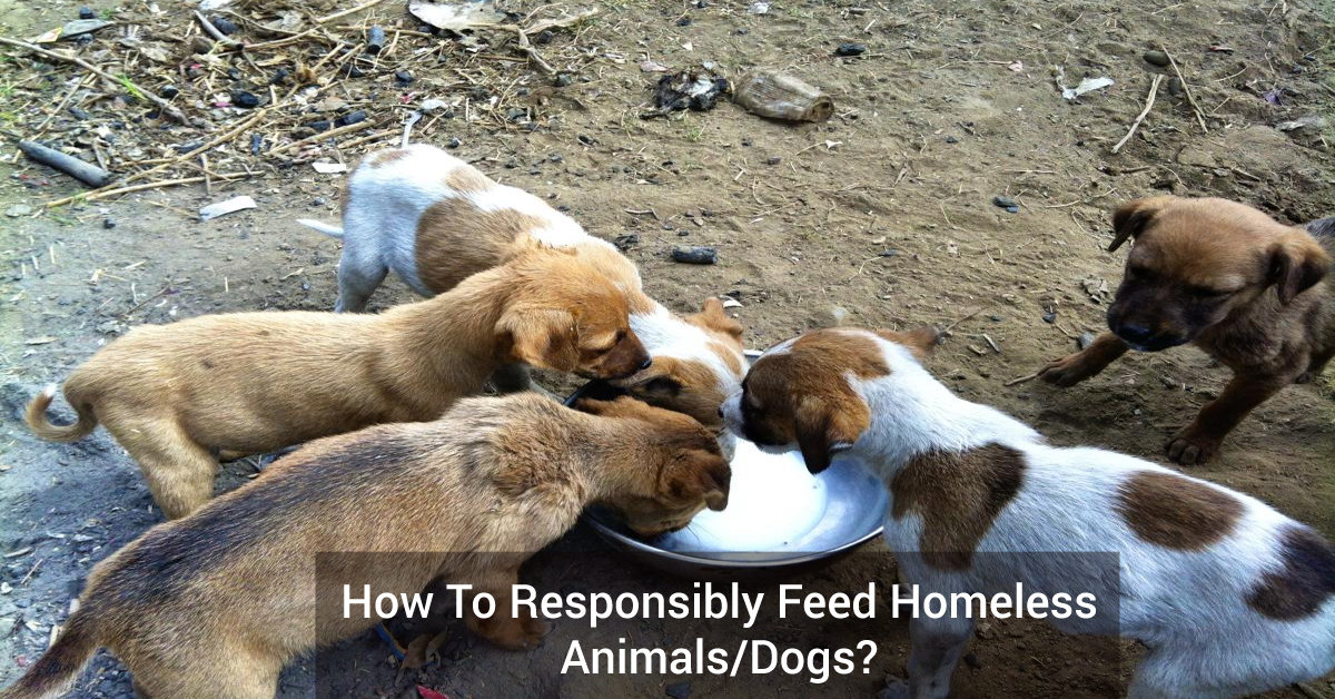 How to responsibly feed homeless animals/dogs