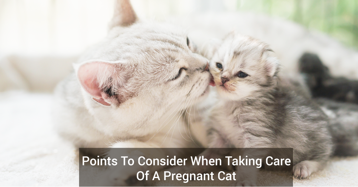 Points To Consider When Taking Care Of A Pregnant Cat