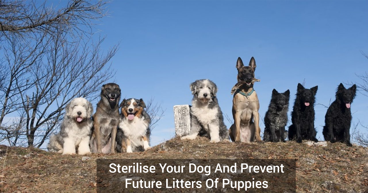 Sterilise Your Dog And Prevent Future Litters Of Puppies