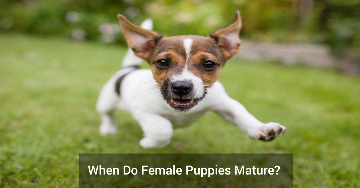 When Do Female Puppies Mature