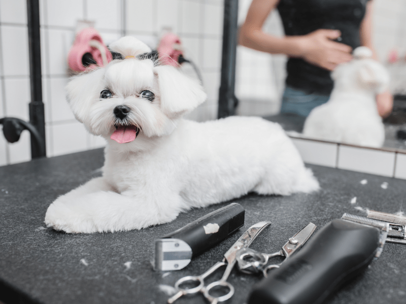 Grooming Essentials: Maintaining Your Pet’s Health and Appearance