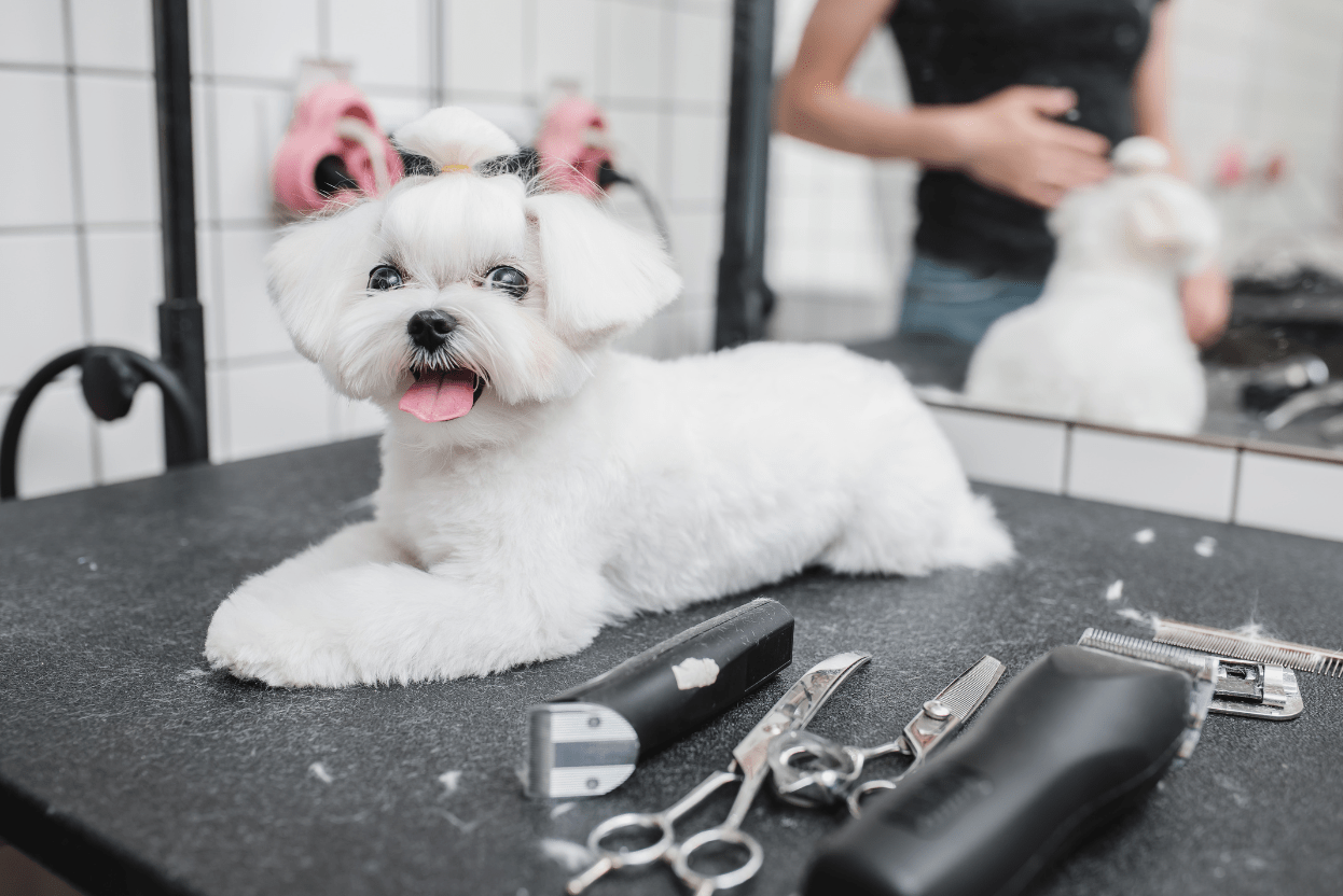 Grooming Essentials: Maintaining Your Pet’s Health and Appearance