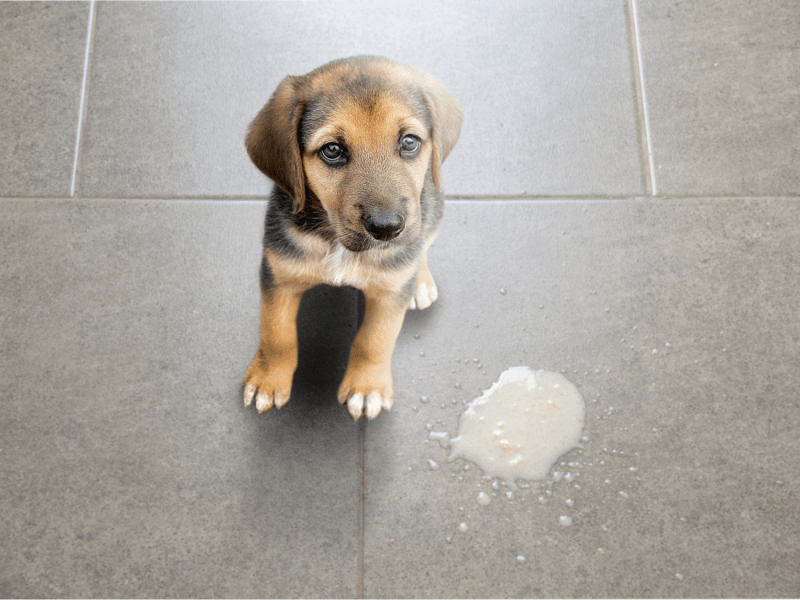 Is your Dog Vomiting?