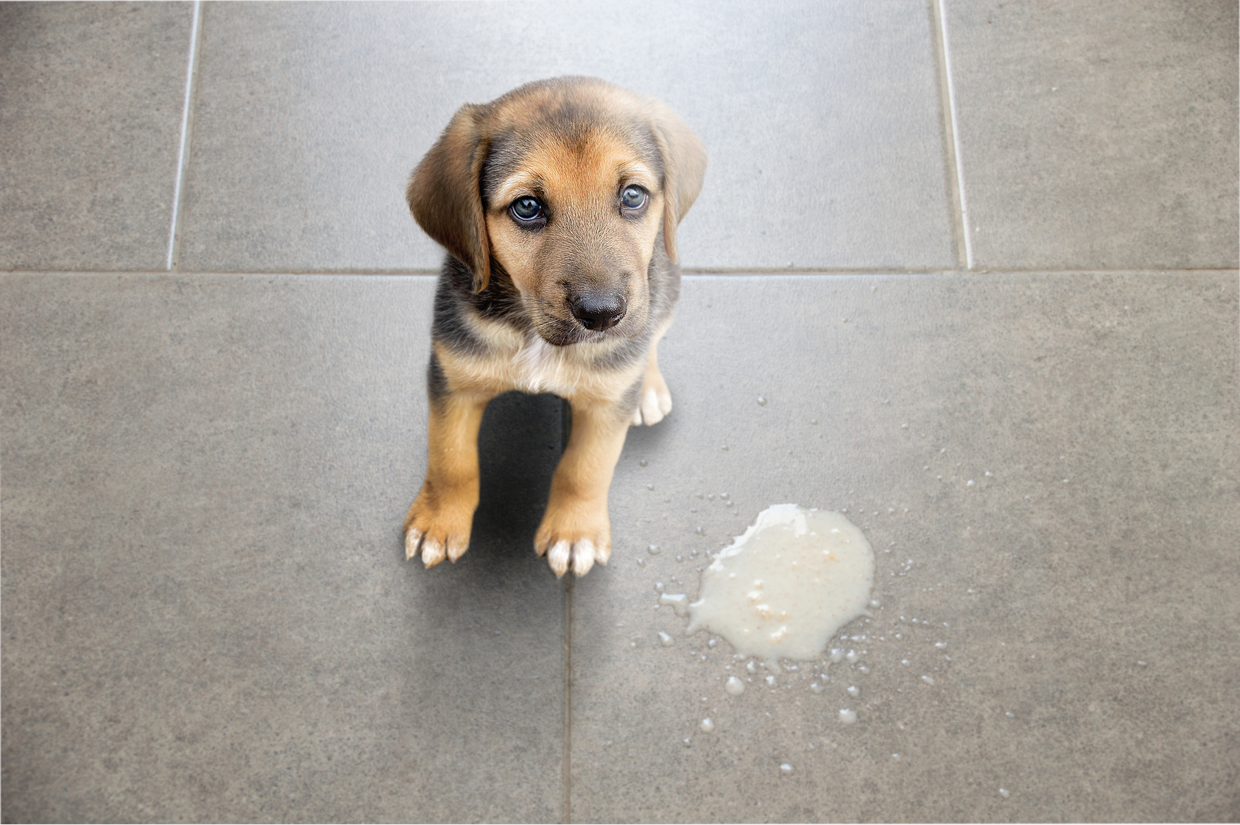 Is your Dog Vomiting?