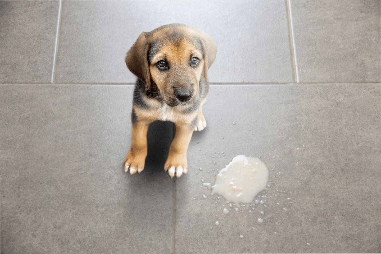 Is your Dog Vomiting?