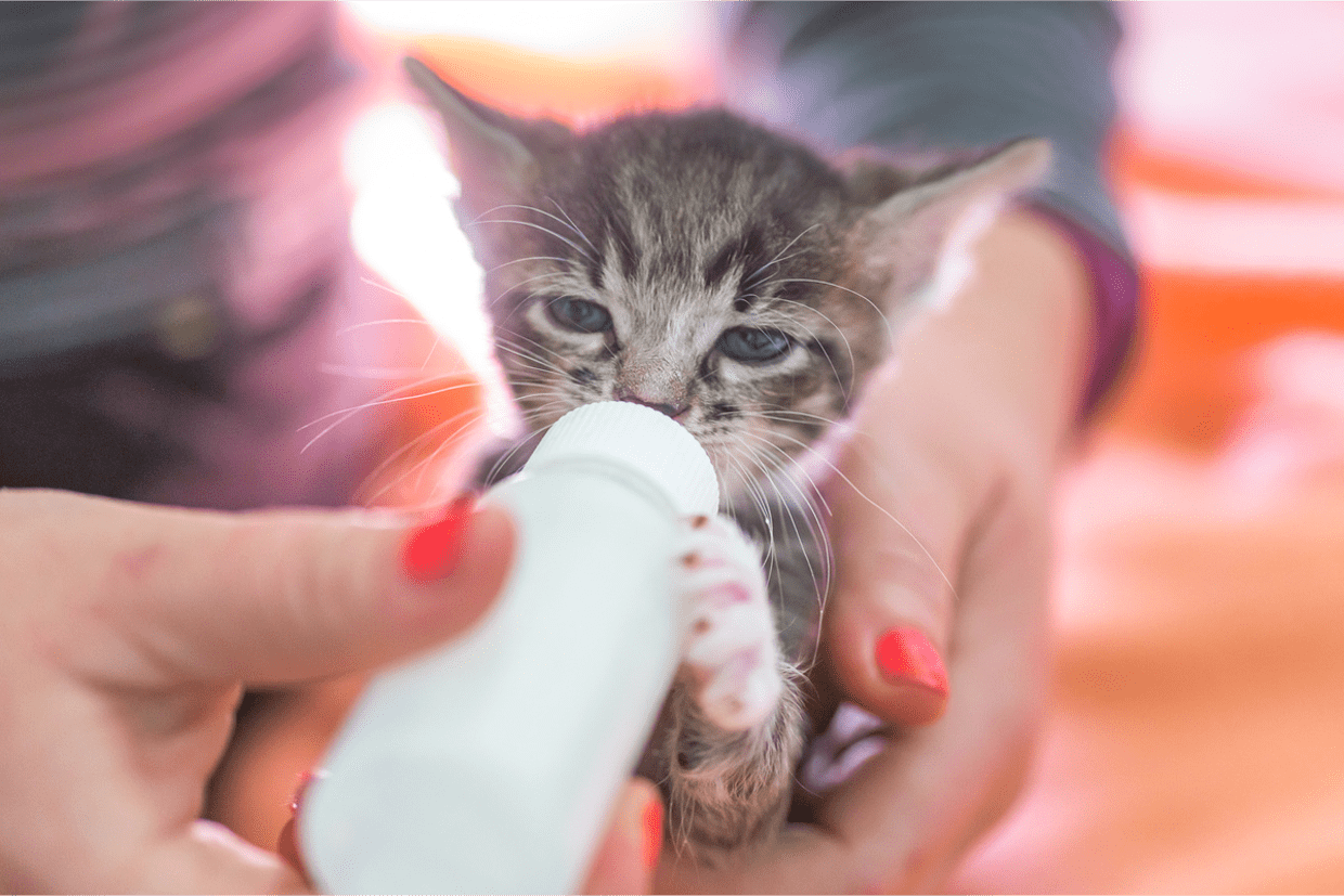 Feeding Kittens