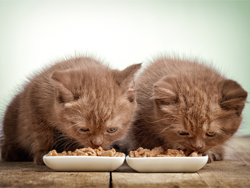 Feeding Older Kittens