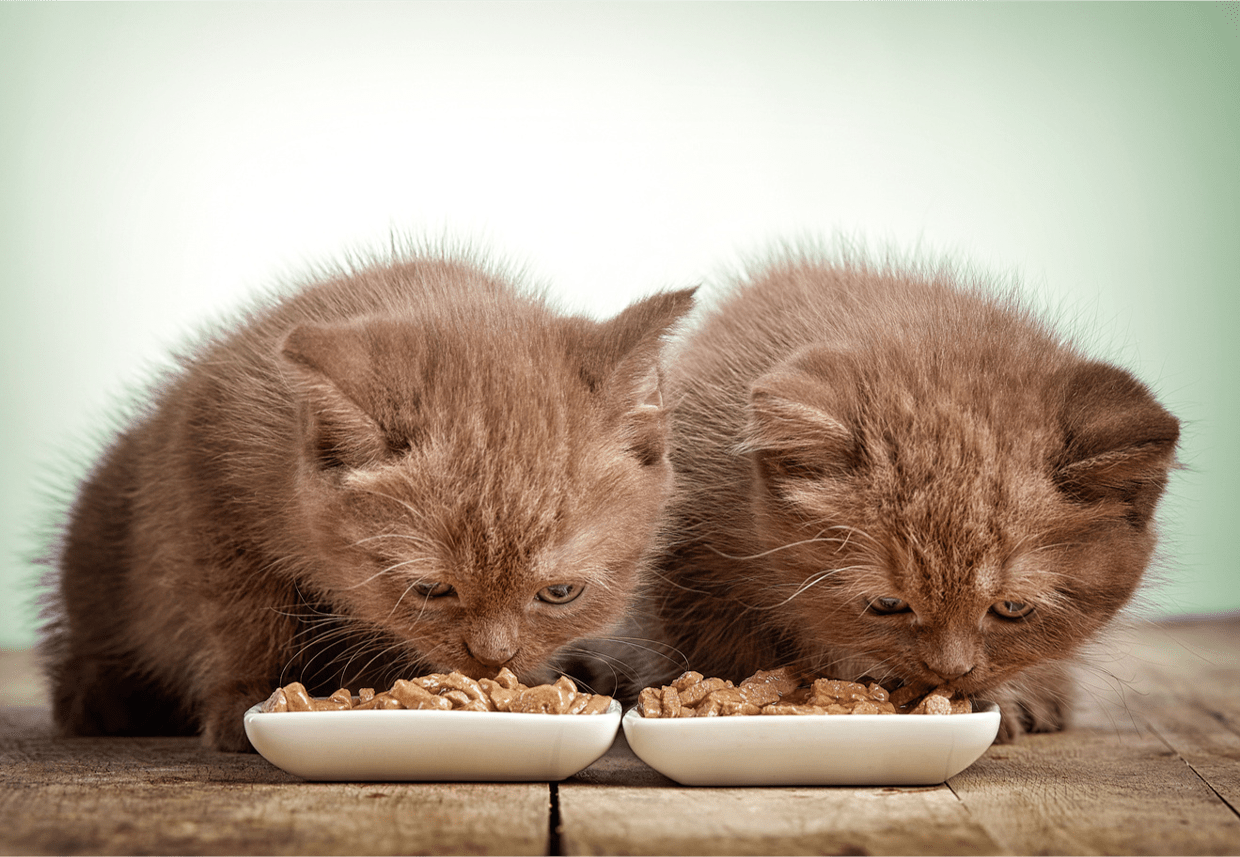 Feeding Older Kittens